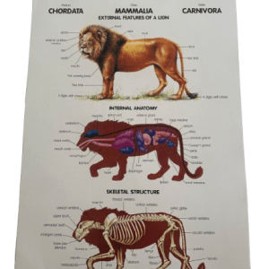 CHART LRG THE LION 75X50CM