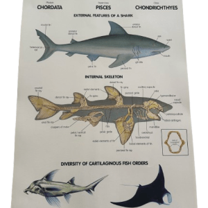 CHART LRG THE SHARK 75X50CM